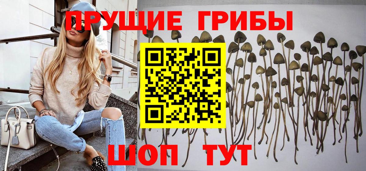 Галлюциногенные грибы MAGIC MUSHROOMS  закладка  Сургут  Вход с VPN 